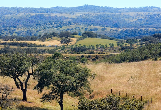 Zomer land landschap met olijfbomen op helling, Potugal. Mistige saaie dag.