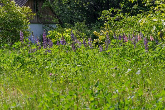 Zomer landelijk landschap op een zonnige dag