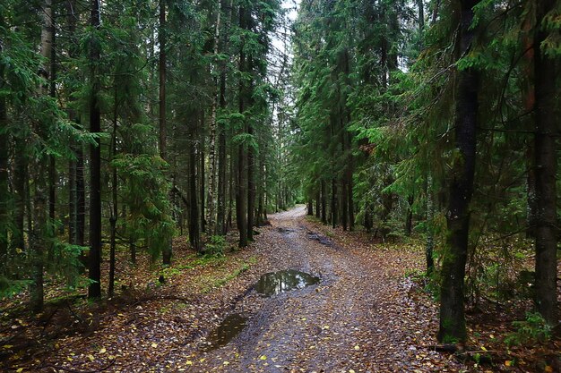 zomer landschap in bos achtergrond panorama natuur zomerseizoen landschap bomen