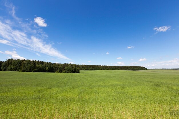 Zomer landschap met blauwe lucht en groen gras, midden van de zomer op het landbouwgebied