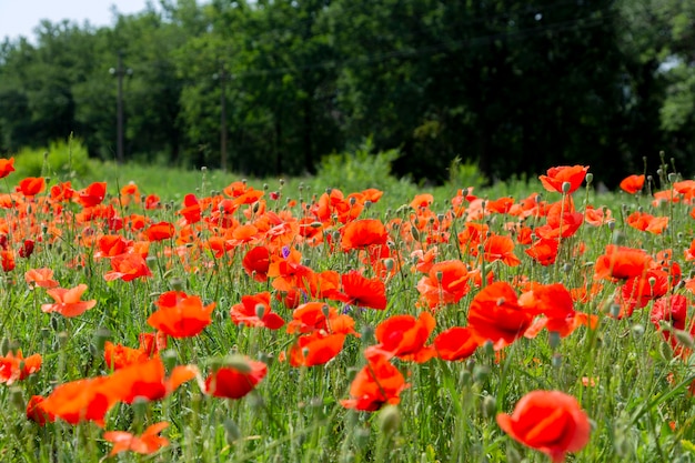 Zomer landschap met bloeiende rode papavers