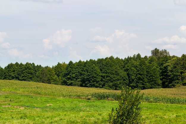 Zomer landschap met een bos van gras en een bewolkte hemel