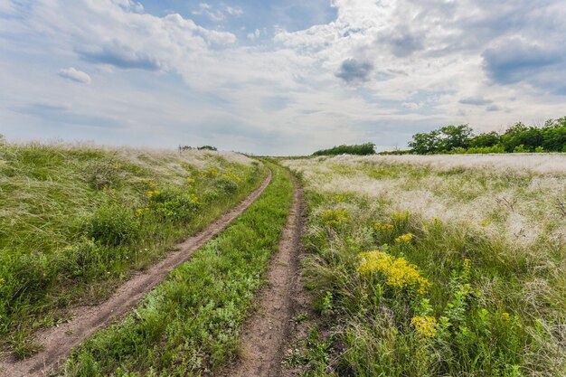 Zomer landschap met groen gras