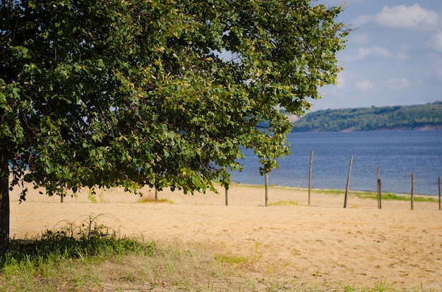 Zomer landschap met rivier en boom