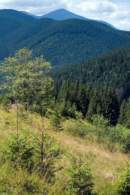 Zomer mistig berglandschap met sparrenbos