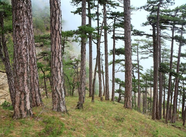 Zomer mistige bos van pijnbomen op heuvel