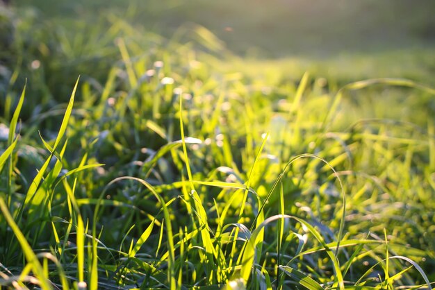 Zomer natuur achtergrond. groen gras in zonlicht.