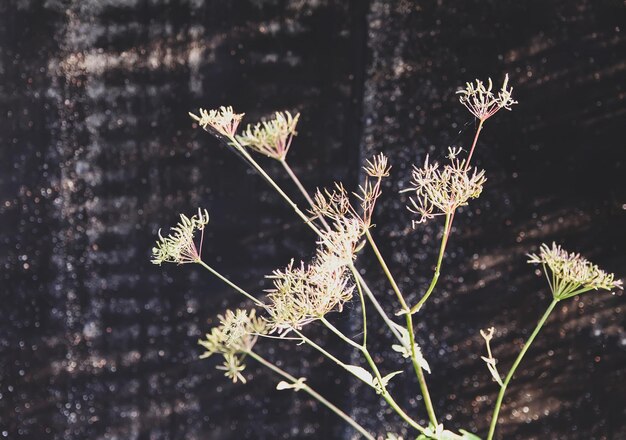 Zomer natuur details Wilde bloemen