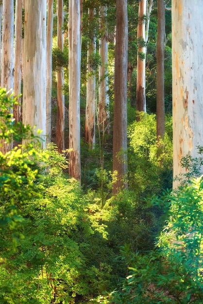 Zomer natuurgroei in een groen bos Laag hoeklandschap van veel bomen in een afgelegen bos met wilde planten en wijnstokken die op de grond groeien Prachtig gebladerte in een milieuvriendelijke omgeving