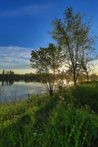 zomer oever meer met bos