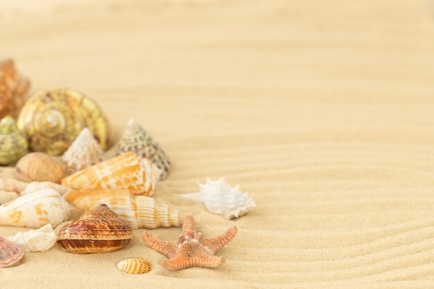 Zomer oppervlak met schelpen op het strand