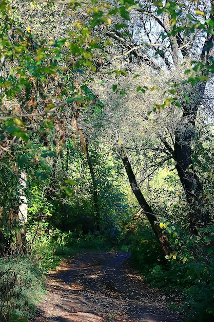 zomer park achtergrond / natuur bomen groene bladeren, abstracte achtergrond zomer uitzicht