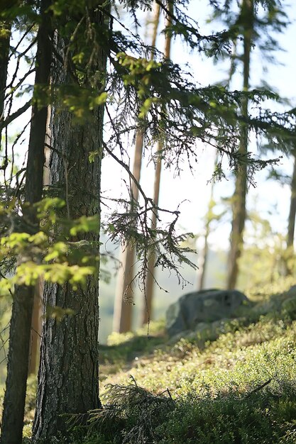 zomer parklandschap / seizoensgebonden uitzicht, groene bomen in de zomer, concept natuurwandeling, ecologie, eco