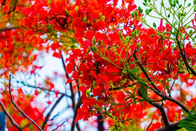 Zomer Poinciana phoenix is een bloeiende plantensoort die in de tropen of subtropen leeft