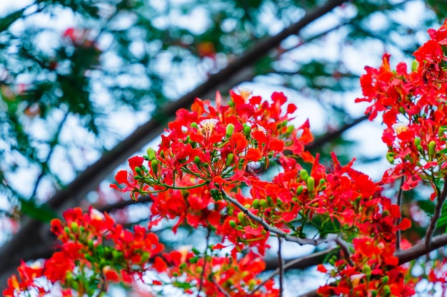 Zomer Poinciana phoenix is een bloeiende plantensoort die in de tropen of subtropen leeft