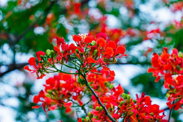 Zomer Poinciana phoenix is een bloeiende plantensoort die in de tropen of subtropen leeft