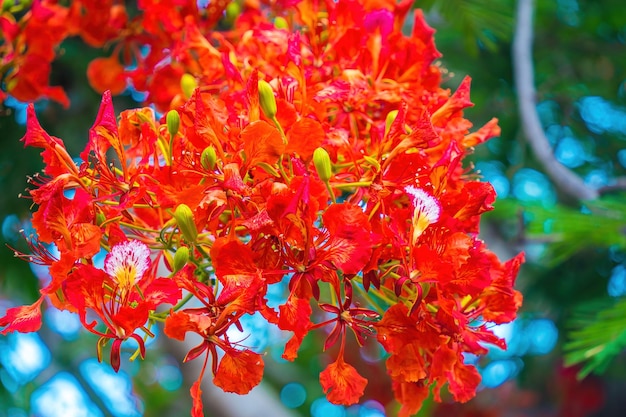 Zomer Poinciana phoenix is een bloeiende plantensoort die leeft in de tropen of subtropen Red Flame Tree Flower Royal Poinciana