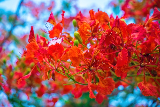 Zomer Poinciana phoenix is een bloeiende plantensoort die leeft in de tropen of subtropen Red Flame Tree Flower Royal Poinciana