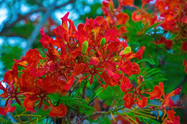 Zomer Poinciana phoenix is een bloeiende plantensoort die leeft in de tropen of subtropen Red Flame Tree Flower Royal Poinciana