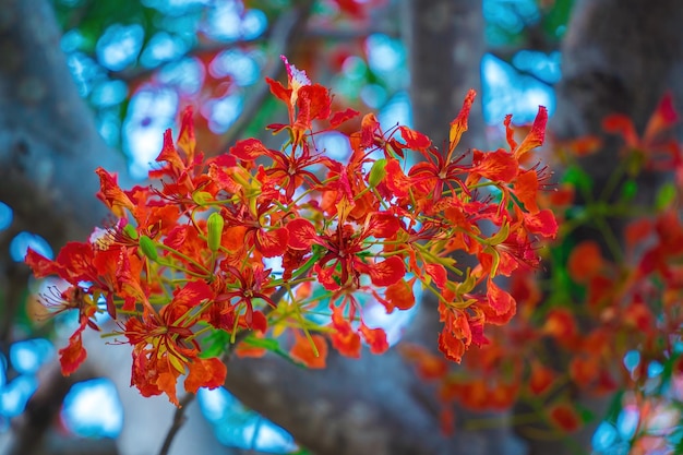 Zomer Poinciana phoenix is een bloeiende plantensoort die leeft in de tropen of subtropen Red Flame Tree Flower Royal Poinciana