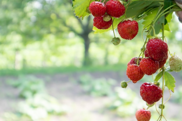 Zomer rijpe verse, sappige aardbeien met bladeren in de tuin. Ruimte kopiëren. Aardbeienveld op een fruitboerderij. Verse rijpe biologische aardbeien op een bessenplantage.