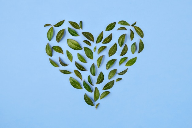 Foto zomer samenstelling. groene bladeren gerangschikt in hartvorm over blauwe achtergrond.