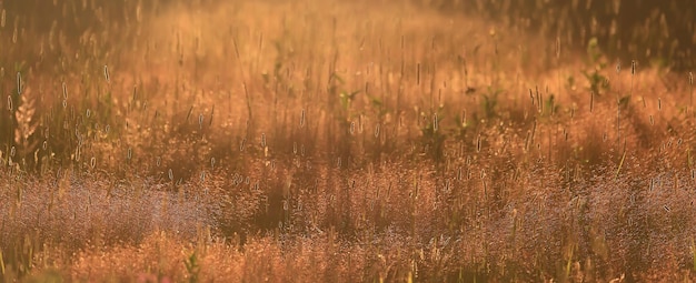 zomer seizoensgebonden veld zon achtergrond bokeh gras zonsondergang abstract