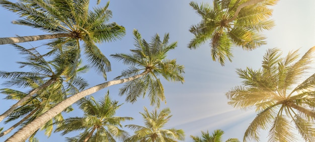 Zomer strand achtergrond palmbomen tegen zonnige blauwe hemel banner panorama. Tropisch paradijs reizen