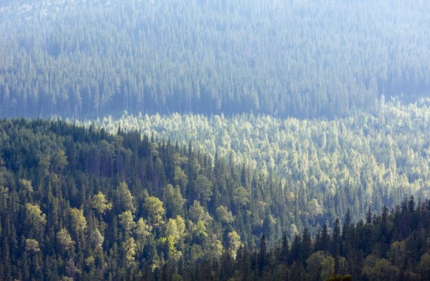 Zomer Syvulja berghelling met bos. Uitzicht vanaf Ihrovets mount top, Gorgany, Oekraïne. Goede natuur achtergrond.
