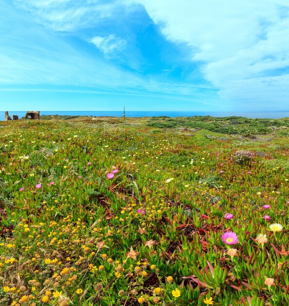 Zomer tot bloei komend landschap van de Atlantische Oceaan en ruïnes van de vestingwerken uit de 12e eeuw (kaap Ponta Da Arrifana, Aljezur, Algarve, Portugal). Twee schoten steek afbeelding.