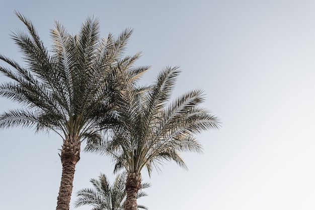 Zomer tropische kokospalmen tegen blauwe lucht