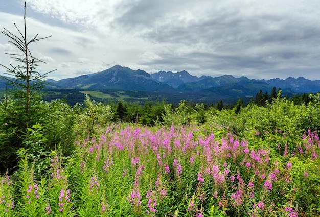 Zomer uitzicht op de bergen met roze bloemen vooraan en Tatra-bereik achter (Polen)