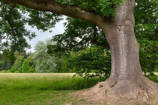 Zomer uitzicht op het stadspark (bewolkte dag)