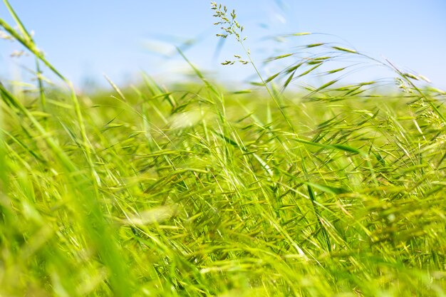 Zomer vegetatieve background.Green wuivende gras close-up, tegen een blauwe hemel. Zomer vegetatieve achtergrond.