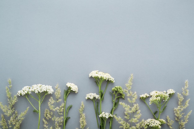 Zomer veld gras en wilde bloemen grens op grijze ondergrond