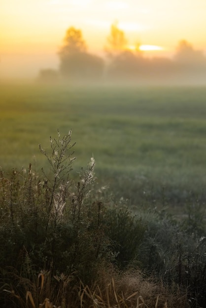 Zomer veld met mist in de ochtend.