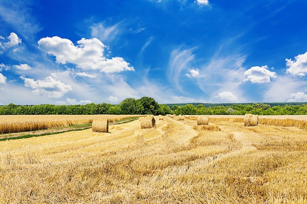 Zomer veld tegen de blauwe hemel. Prachtig landschap.