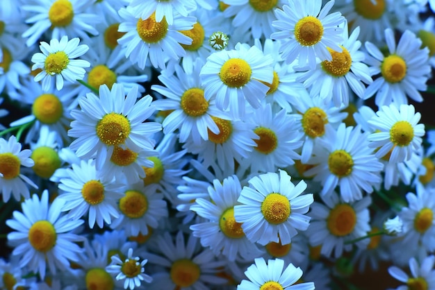 zomer veld van margrieten landschap seizoensgebonden bloemen