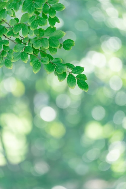 Foto zomer verse groene takken en bladeren op onscherpe achtergrond