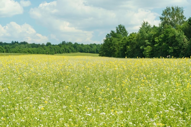 Zomer weide achtergrond Lente groen veld met wilde bloemen en kruiden op zonnige hemelachtergrond