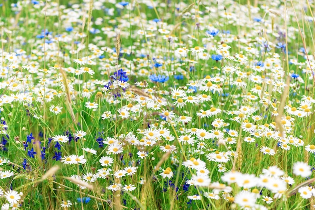 Zomer wilde bloemen op het veld