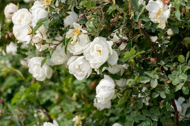 Zomer witte rozen