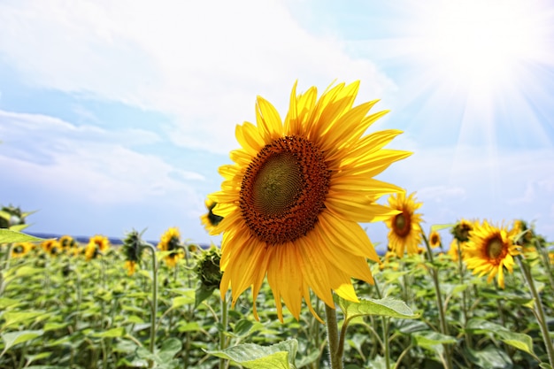 zomer zonnebloem in het veld tegen de blauwe hemel