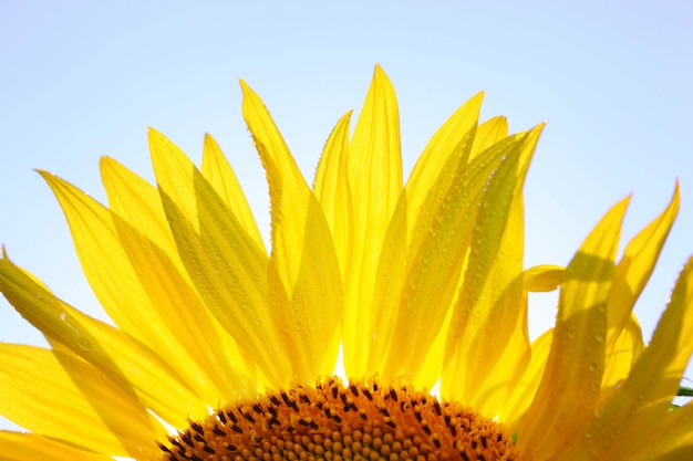 zomer zonnebloem in het veld tegen de blauwe hemel