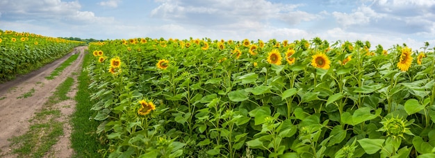 Zomer zonnebloemen veld met een onverharde weg