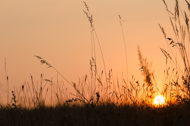 Zomer zonsondergang op weide.