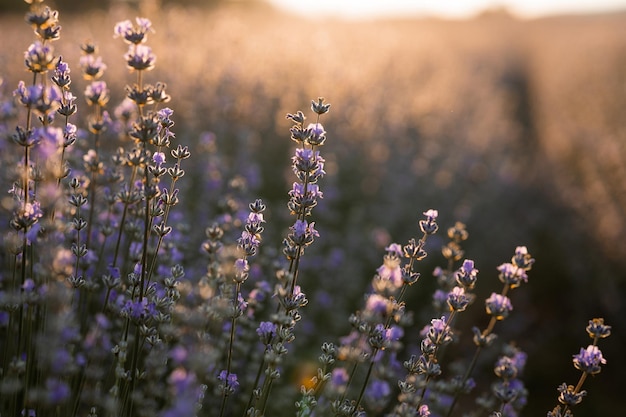 Zomerachtergrond van wild gras en lavendelbloemen