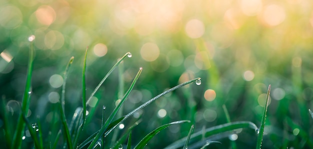 Zomerachtergrond, vers groen gras en dauwdruppels