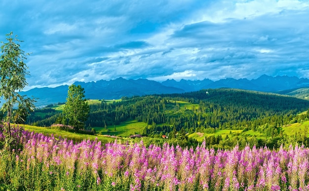 Zomeravond bergdorp rand met roze bloemen vooraan en Tatra-bereik achter (Gliczarow Gorny, Polen)