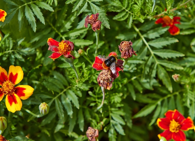 Zomerbloeiende bloemen in Arnhem. Nederland juli 2018